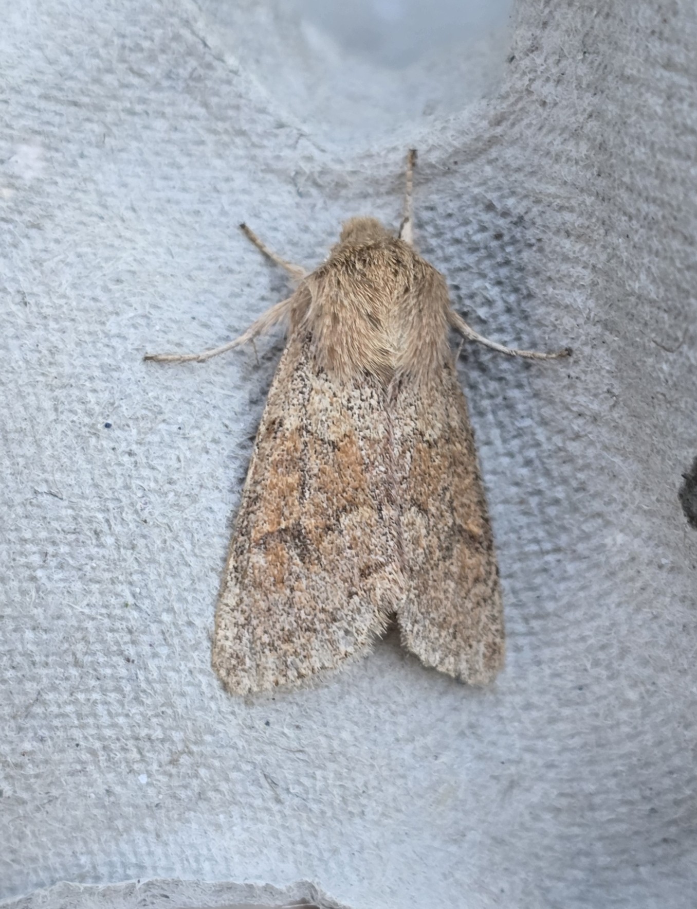 Photo of Blossom Underwing (Orthosia miniosa)